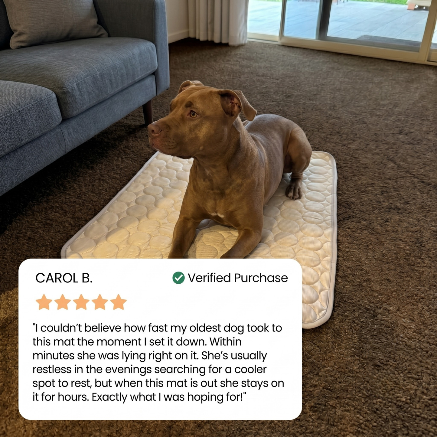Protect Your Dog From Overheating And Dangerous Heat Stress With Doleva Cooling Mat